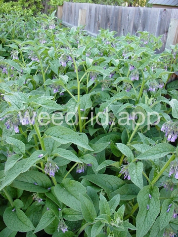 comfrey, common